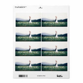 Liebe und dank einfachem Script Vollblut Foto (Vorne)