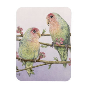 Liebe-Vögel Magnet