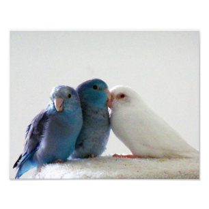 Liebe-Vögel pazifisches Parrotlet Fotodruck