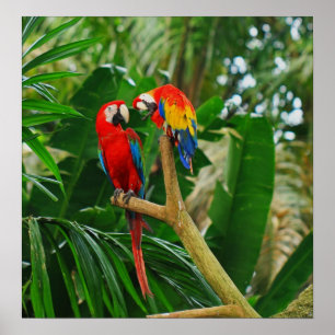 Liebe-Vogel-Plakat Poster