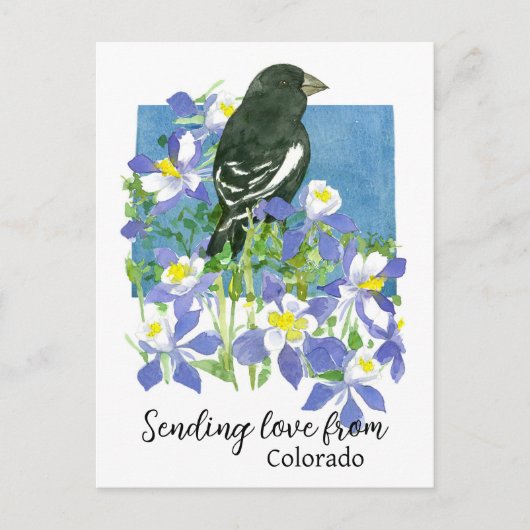 Liebe von Colorado Lark Bunting Columbines Postkarte (Vorderseite)