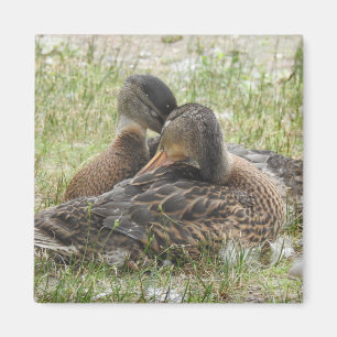 Liebe von Enten - BESTE FREUNDIN Magnet