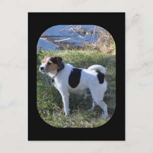 Liebe von Hund von Janz Jack Russell Postkarte