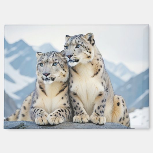 Liebe von Snow Leopard Tierart Zuneigung Magnet (Vorderseite)