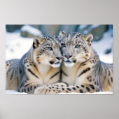 Liebe von Snow Leopard Tierart Zuneigung Poster (Vorne)