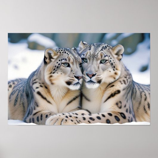 Liebe von Snow Leopard Tierart Zuneigung Poster (Vorne)