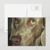 Liebe Weimeraner Postkarte (Vorne/Hinten)
