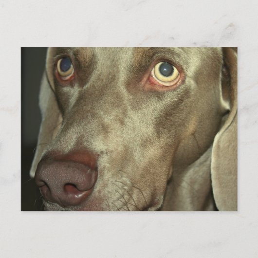 Liebe Weimeraner Postkarte (Vorderseite)