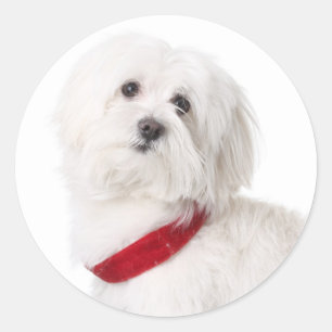 Liebe Weiße Bichon Frise Welpen Hund Aufkleber