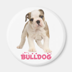 Liebe Weiße Englische Bulldogge Welpen Hund Magnet