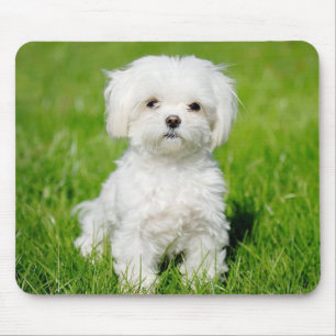 Liebe weiße Malteser-Welpen-Hund-Mauspad Mousepad