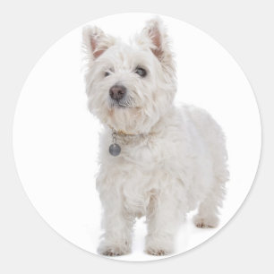 Liebe West Highland Terrier Puppy Docker Siegel Runder Aufkleber