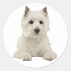 Liebe West Highland Terrier White Puppy Dog Runder Aufkleber
