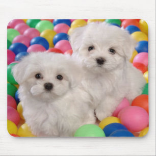 Liebe White Bichon Frise Welpe Hund Mousepad