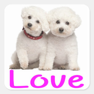 Liebe White Bichon Frise Welpe Hunde Stickers