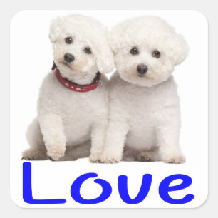 Liebe White Bichon Frise Welpe Hunde Stickers