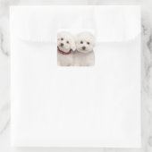 Liebe White Bichon Frise Welpe Hunde Stickers (Tasche)