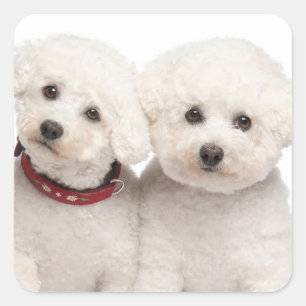 Liebe White Bichon Frise Welpe Hunde Stickers