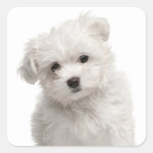 Liebe White Maltese Puppy Docking Stickers Siegel