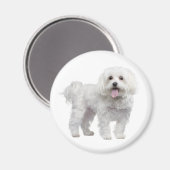 Liebe White Maltese Puppy Dog Kühlschrankmagnet (Vorderseite/Rückseite)