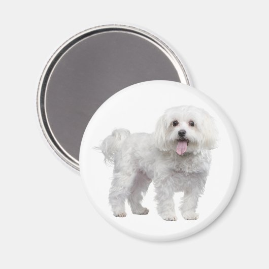 Liebe White Maltese Puppy Dog Kühlschrankmagnet (Vorderseite/Rückseite)