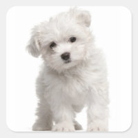 Liebe White Maltese Puppy Dose Canine
