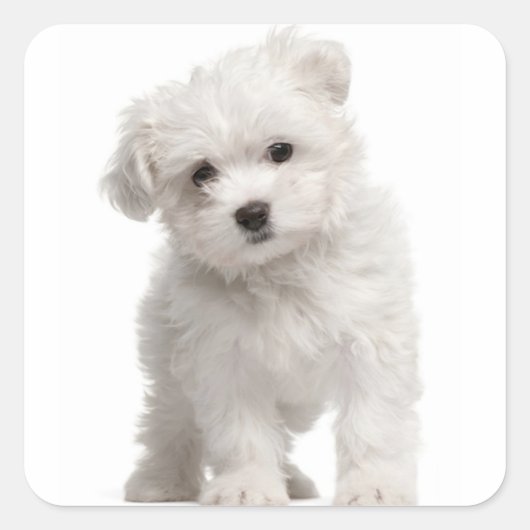 Liebe White Maltese Puppy Dose Canine Quadratischer Aufkleber (Vorderseite)
