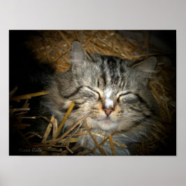 Liebe Wilde Katze Schlafen im Bett des Strohs Foto Poster