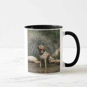 Liebe wird durch einen gelben Labrador besessen Tasse