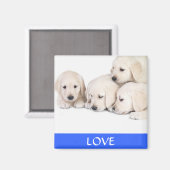 Liebe Yellow Labrador Retreiver Puppies Magnet (Vorderseite/Rückseite)