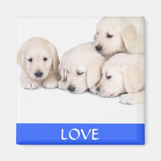 Liebe Yellow Labrador Retreiver Puppies Magnet (Vorne)