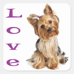 Liebe Yorkshire Terrier Puppy Docker / Siegel Quadratischer Aufkleber