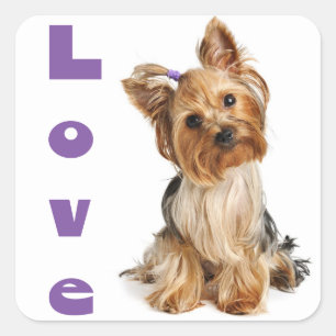 Liebe Yorkshire Terrier Puppy Docker / Siegel Quadratischer Aufkleber