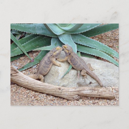 Liebe you_Reptiles Postkarte (Vorderseite)