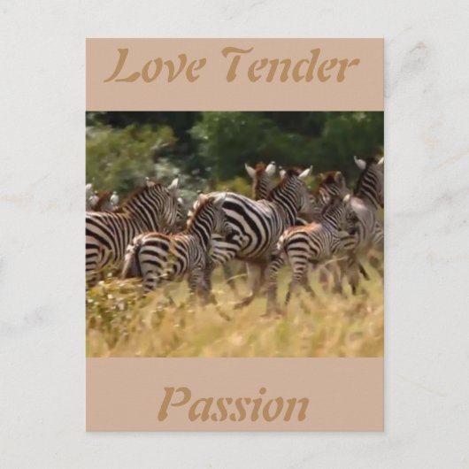 Liebe zart Passion Afrikanische Zebra coole Karten (Vorderseite)