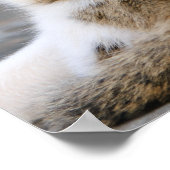 Lieben der Mutterkatze niedlich Kätzchen Poster (Ecke)