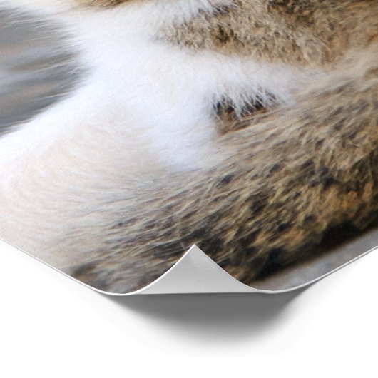 Lieben der Mutterkatze niedlich Kätzchen Poster (Ecke)