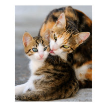 Lieben der Mutterkatze niedlich Kätzchen