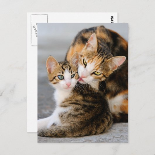 Lieben der Mutterkatze niedlich Postkarte (Vorne/Hinten)
