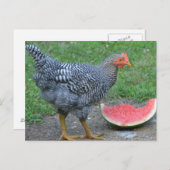 Lieben von Hühnern Postkarte (Vorne/Hinten)