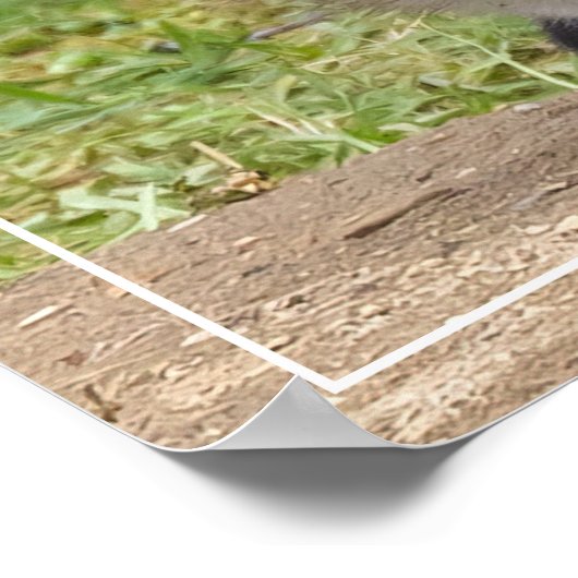 Liebende Augen Poster (Ecke)