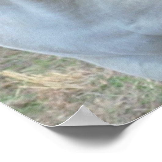 Liebende Pferde Poster (Ecke)