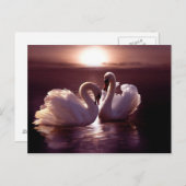 Liebende Schwäne als Herz Postkarte (Vorne/Hinten)