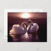 Liebende Schwäne als Herz Postkarte (Vorne/Hinten)