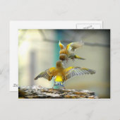 liebende Vögel Postkarte (Vorne/Hinten)