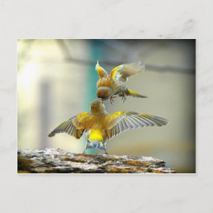 liebende Vögel Postkarte