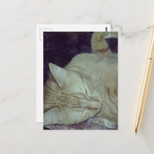 liebenswerte rote Katze im Bett Postkarte
