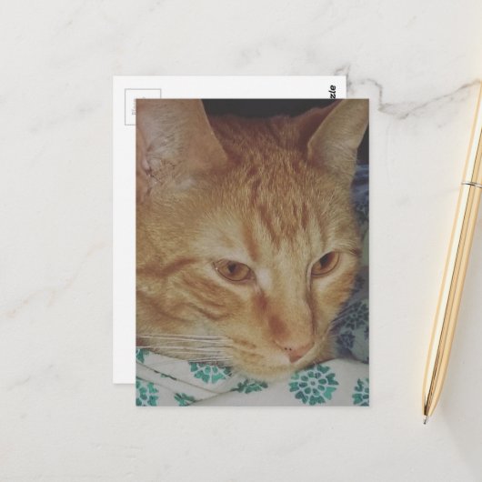 liebenswerte rote Katze im Bett Postkarte (Vorderseite/Rückseite Beispiel)