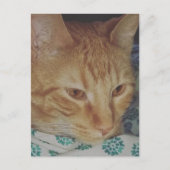 liebenswerte rote Katze im Bett Postkarte (Vorderseite)