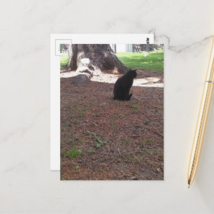 liebenswerte streunende schwarze Katze Postkarte